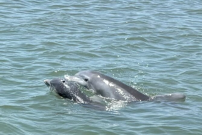 Private Folly Beach Dolphin Watching and Shelling tour - What Captain Jim adds to the ride
