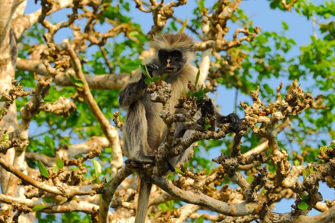 Private Full-Day: Dolphin & Monkey Jungle Adventure - Kuza Cave near Jambiani Beach