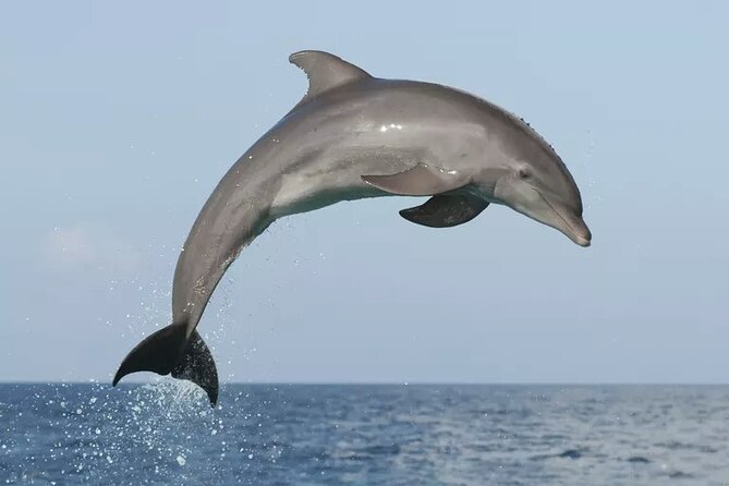 Private Guided Sunset Dolphin Watching in Adriatic Sea - Leaving Vrsar for the Adriatic search