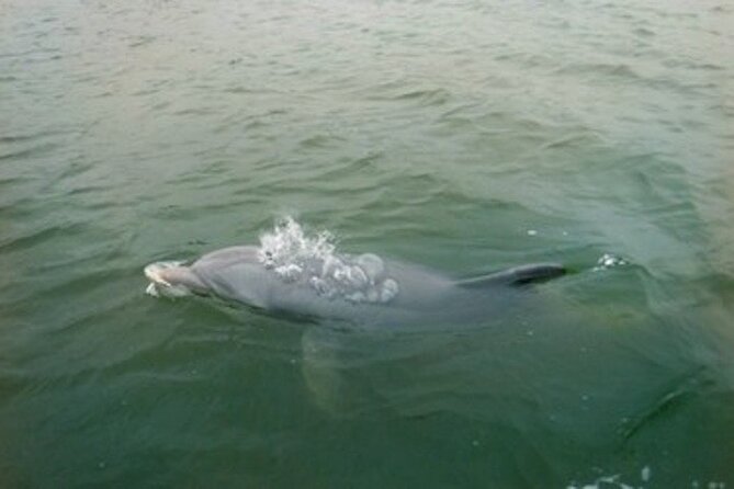 Private Hilton Head Dolphin Tour - Seeing Daufuskie Island from the water