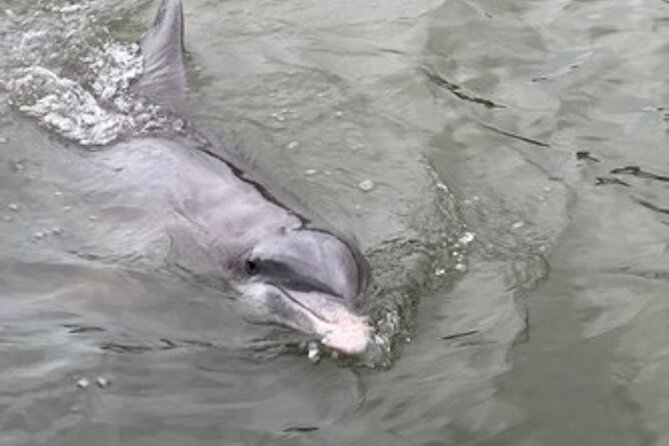 Private Hilton Head Dolphin Tour - What is included, and what is not