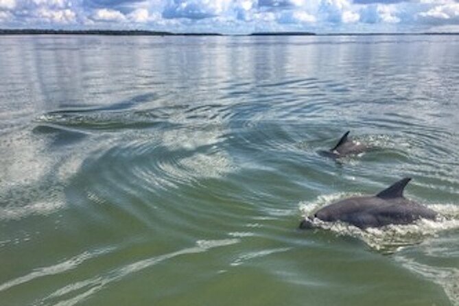 Private Hilton Head Sunset Dolphin Tour - A Sunset Cruise Built Around Dolphins