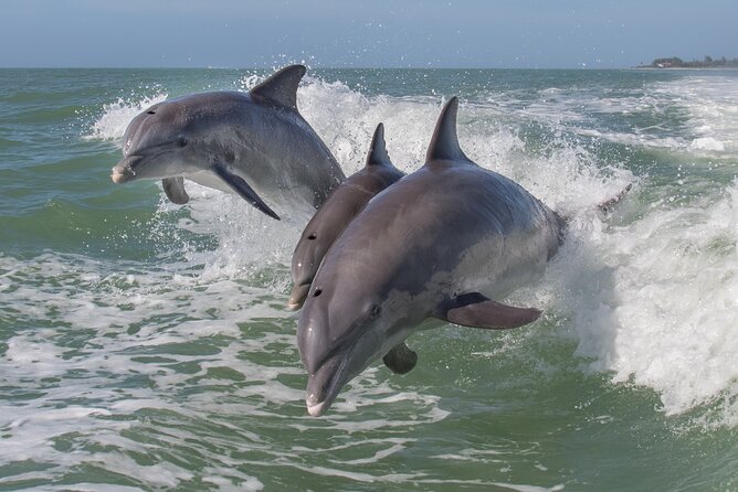 Private Historical Wildlife and Dolphin Cruise South Padre Island - Key points to know before you book