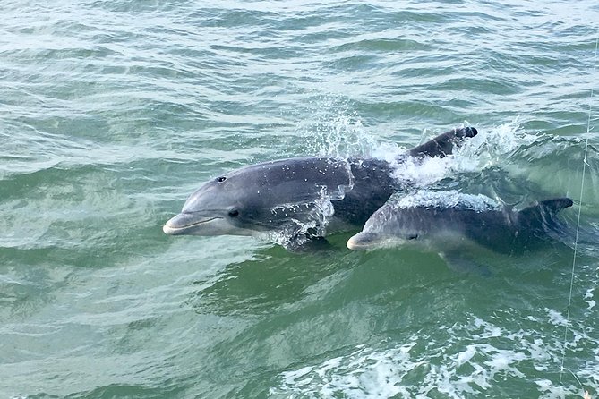 Private Historical Wildlife and Dolphin Cruise South Padre Island - A private start from Palm Street