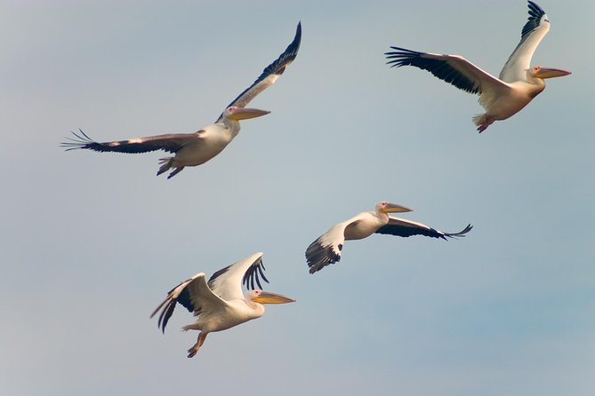 Private Historical Wildlife and Dolphin Cruise South Padre Island - History, shelling, and the SpaceX view
