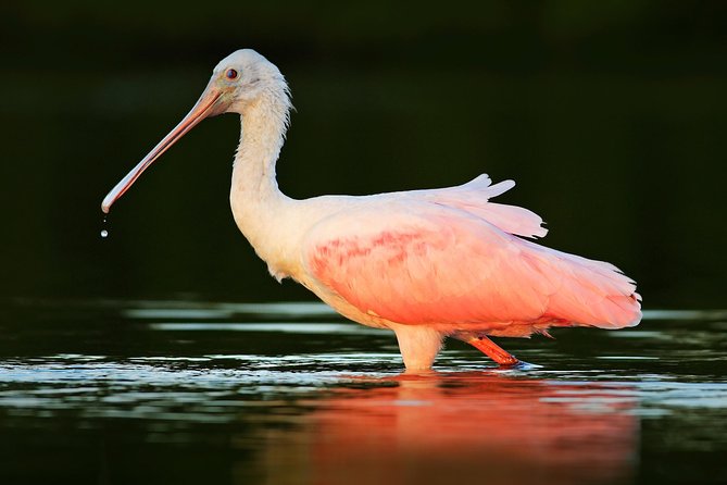 Private Historical Wildlife and Dolphin Cruise South Padre Island - How much value does the private format offer?