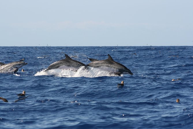 Private Historical Wildlife and Dolphin Cruise South Padre Island - Who will enjoy this cruise most?