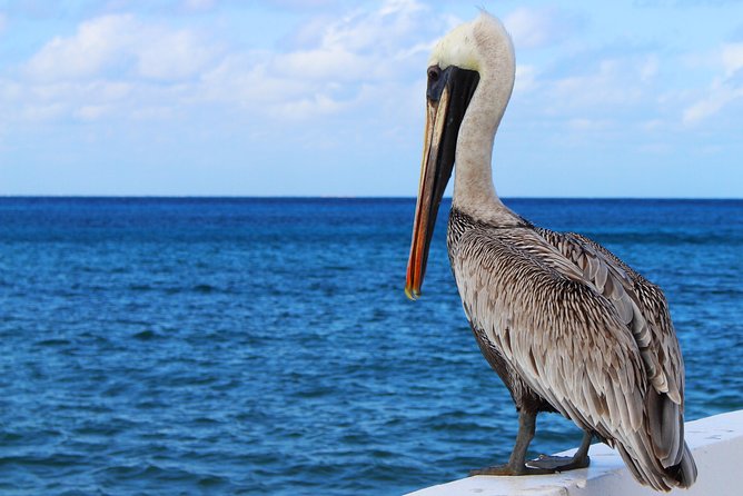 Private Historical Wildlife and Dolphin Cruise South Padre Island - Weather, cancellation, and simple planning advice
