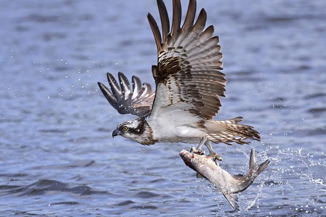 Private Historical Wildlife and Dolphin Cruise South Padre Island - The Laguna Madre wildlife search