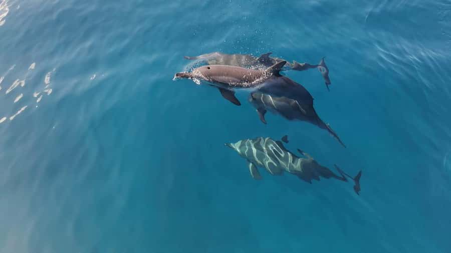 Private Île aux Bénitiers Boat: Dolphin Snorkeling & Lobster - A private start from Le Morne Beach