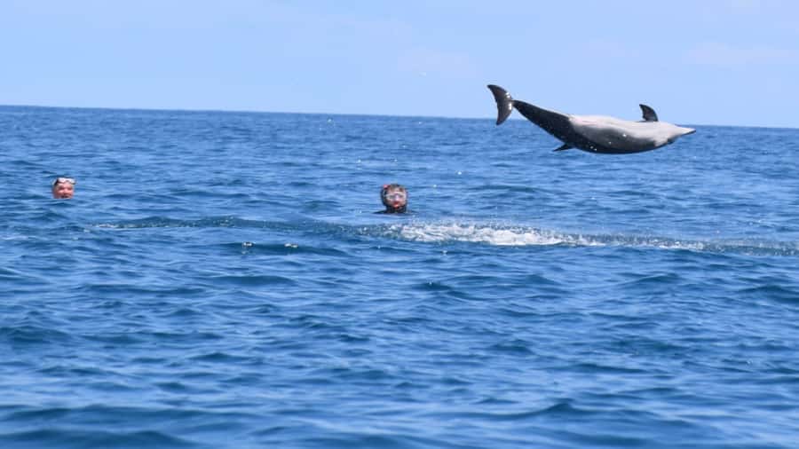Private Île aux Bénitiers Boat: Dolphin Snorkeling & Lobster - Should you book this private Mauritius boat trip?