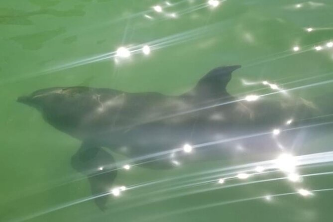 Private Island Paradise: Dolphin, Shelling, Birding Eco Boat Tour - Rookery Bay’s mangrove estuary