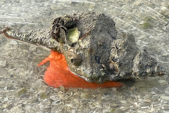Private Island Paradise: Dolphin, Shelling, Birding Eco Boat Tour - Cape Romano’s strange Dome House