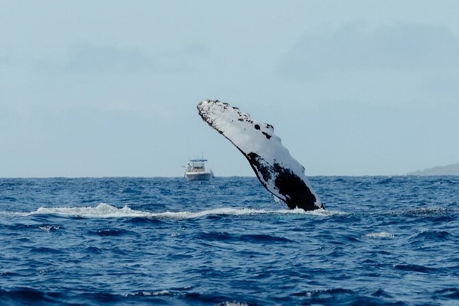 Private Kealakekua Bay Snorkel and Dolphin Watch - How the private format affects the value