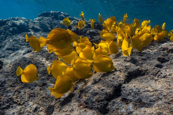 Private Kealakekua Bay Snorkel and Dolphin Watch - What to pack for a more comfortable day
