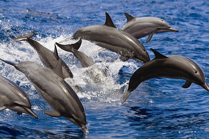 Private Luxury Dolphin House Boat Tour With Lunch - Hurghada - Lunch, drinks, and a comfortable pause between swims