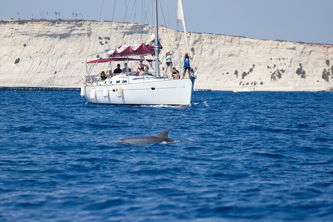 Private Marine Life Spotting - Dolphin watching EcoMarine Malta - A Research-Focused Day on Malta’s Water