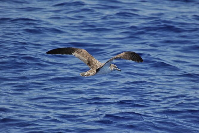 Private Marine Life Spotting - Dolphin watching EcoMarine Malta - What to Bring for a Long Day at Sea