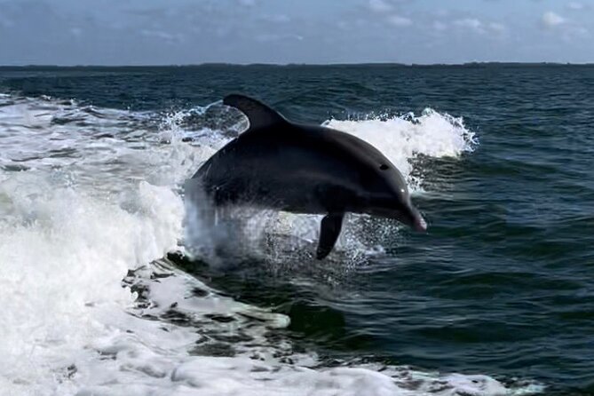 Private ONLY Dolphin Boat Tours - A private sunset cruise from Cape Coral