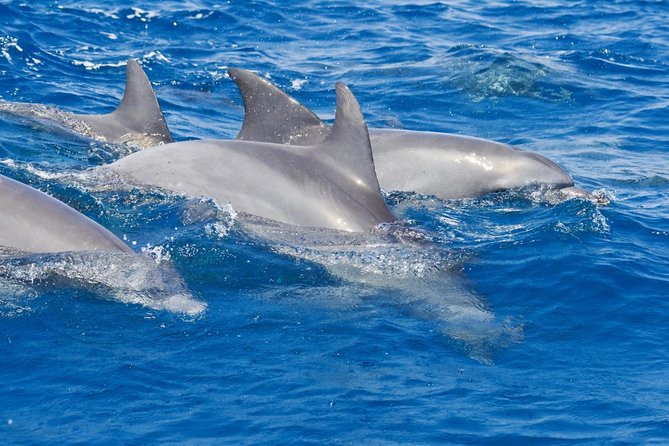Private Port Stephens Day Trip from Sydney incl Dolphin Cruise - Why the dolphin cruise is the heart of the day