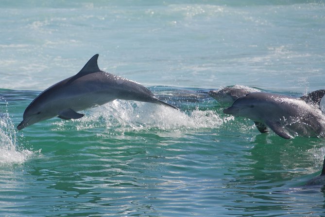 Private Port Stephens Day Trip from Sydney incl Dolphin Cruise - Practical details before you reserve