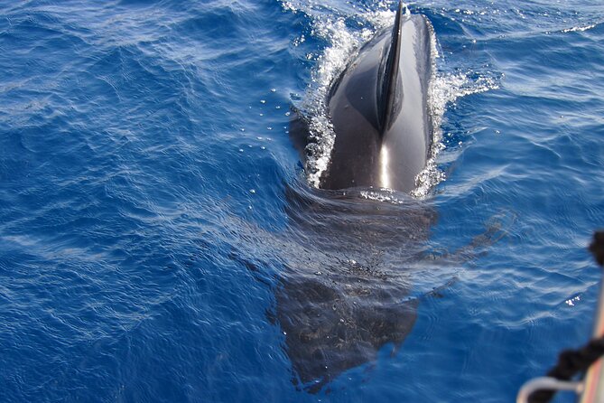Private Sailing - dolphin Experience Estepona - drink & food - 4h - The Captain and the Feel On Board