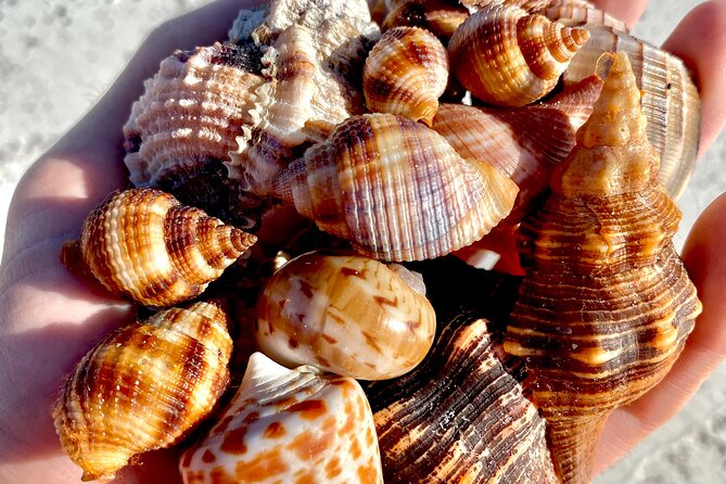 Private Shelling and Dolphin Excursion - What the private format is worth