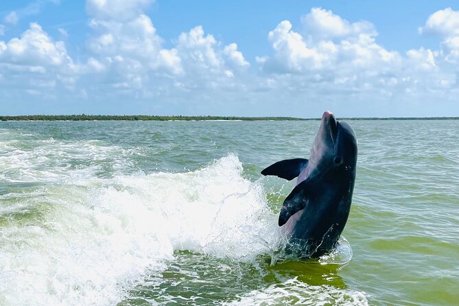 Private Shelling and Dolphin Excursion - Weather, cancellations, and flexibility