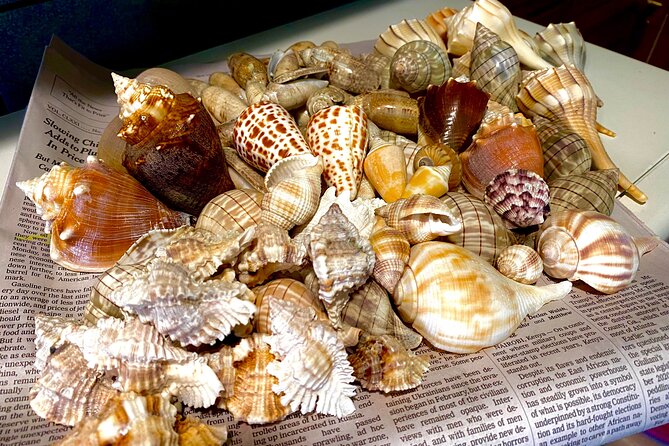 Private Shelling and Dolphin Excursion - Who will enjoy this most