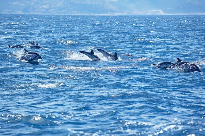 Private Speed Boat Experience To Dolphin House in Hurhgada - Why a private boat changes the Dolphin House outing