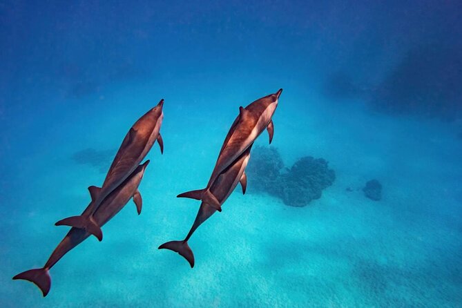 Private Speed Boat Experience To Dolphin House in Hurhgada - Snacks, shade, and the practical side of the boat