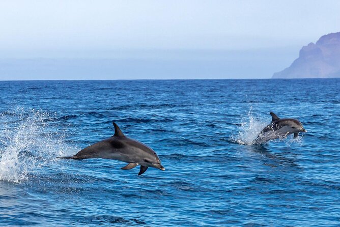 Private Speed Boat Experience To Dolphin House in Hurhgada - Is $75 per person good value?