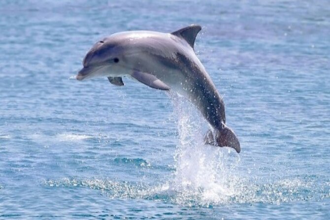 Private Speed Boat Snorkeling with Dolphins Trip - Hurghada - Who will enjoy this Hurghada boat trip