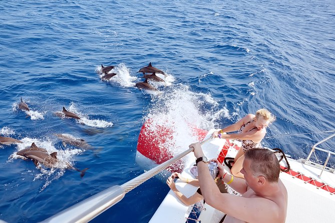Private Speed Boat to DOLPHINS House & Water activities -HURGHADA - Searching for dolphins at Dolphin House