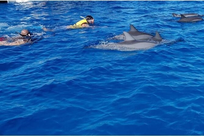 Private Speed Boat Tour and Dolphin Encounter at Ile aux Benitier - What the private format really adds