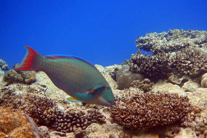 Private Speedboat Excursion Dolphin House Discovery - Hurghada - Dolphins, coral, and realistic expectations