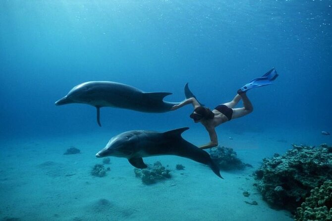 Private Speedboat Excursion Dolphin House Discovery - Hurghada - What the $55 price really covers