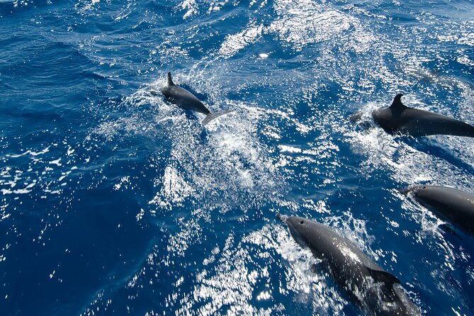 Private Speedboat swimming and Dolphin Watching in Hurghada - Speeding out from Hurghada on a private boat