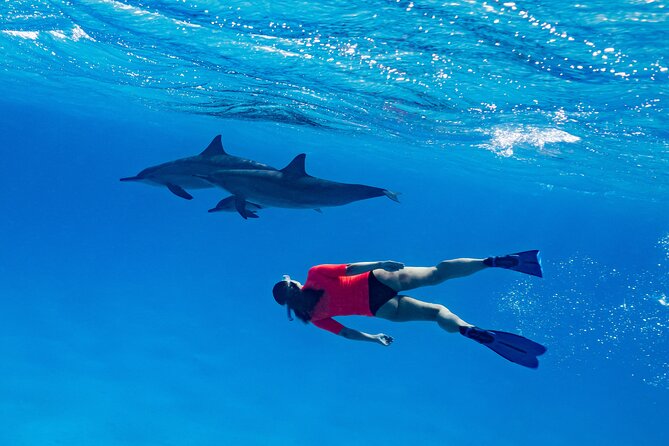 Private Speedboat swimming and Dolphin Watching in Hurghada - White Island and a sandbar stop