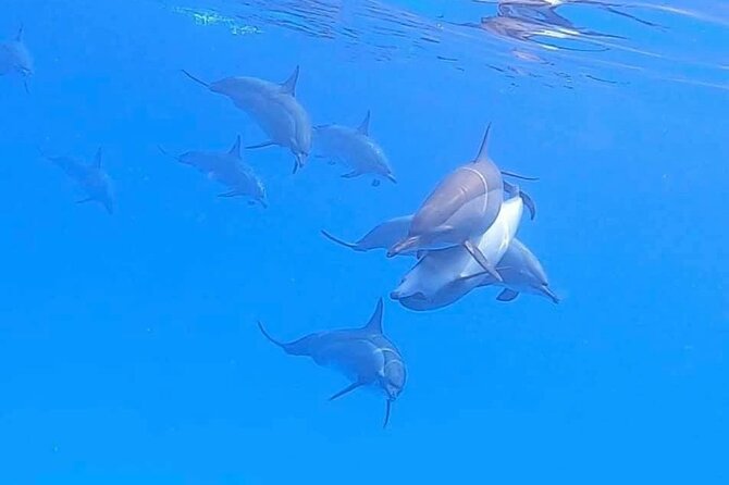 Private Speedboat To Dolphin House With Parasailing - Hurghada - Snacks, fruit, and drinks on board