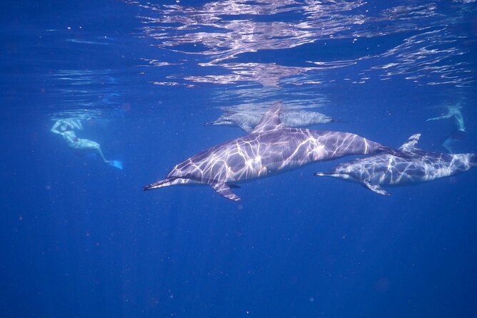 Private sunrise Dolphin with Le Havanah Boat - Watching dolphins without turning the sea into a show