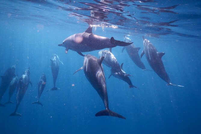 Private sunrise Dolphin with Le Havanah Boat - Snorkeling after the dolphin search