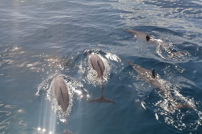 Private sunrise Dolphin with Le Havanah Boat - Why a private group changes the experience