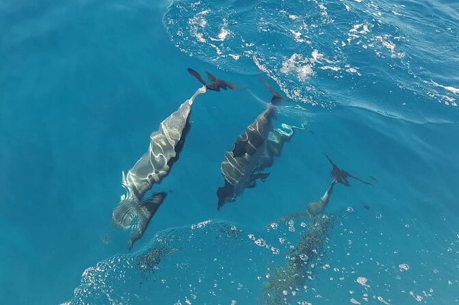 Private sunrise Dolphin with Le Havanah Boat - Weather, cancellations, and what you should pack