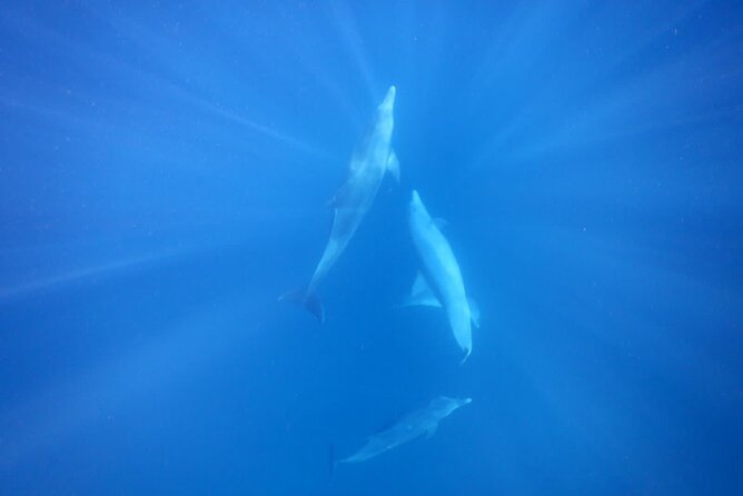 Private sunrise Dolphin with Le Havanah Boat - The people who will get the most from this boat trip