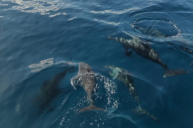 Private sunrise Dolphin with Le Havanah Boat - Should you book Le Havanah Boat?