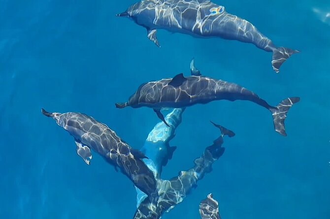 Private sunrise Dolphin with Le Havanah Boat - Breakfast with the southwest coast around you