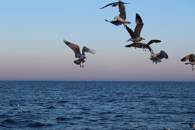 Private Sunset Dolphin Excursion with Dinner and Animation - Dinner at sea: four menu choices