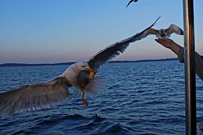Private Sunset Dolphin Excursion with Dinner and Animation - Who will enjoy this cruise most