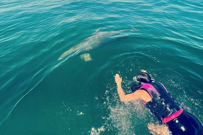 Private Swim with Dolphins And Snorkeling Tour - Looking for dolphins in clear Gulf water